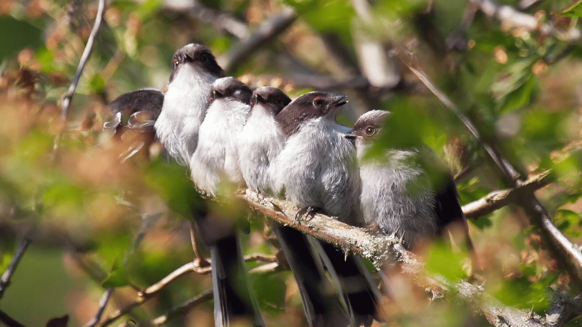 1920 1080 Brecks long tailed tits