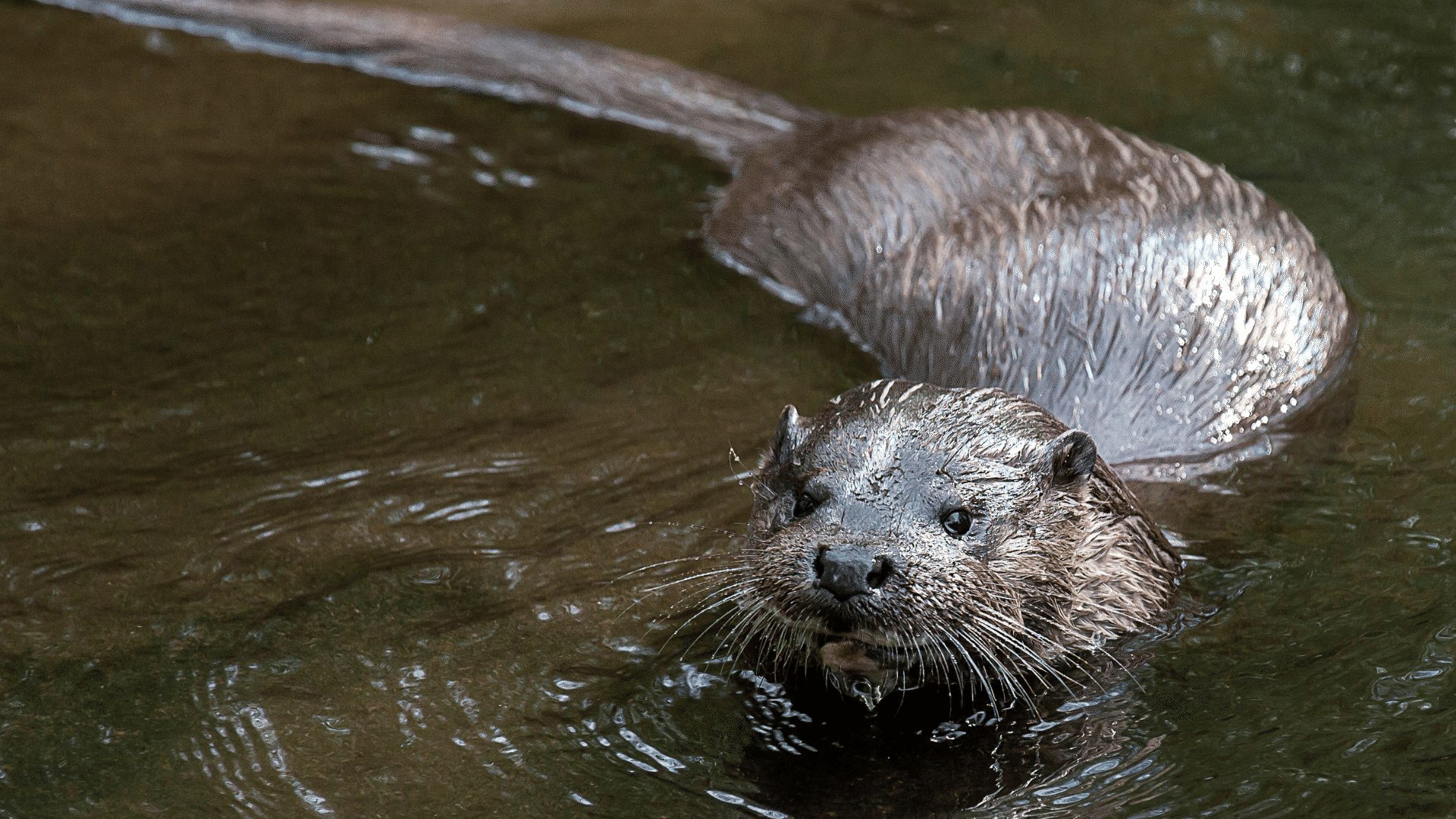 1920 1080 Brecks otter