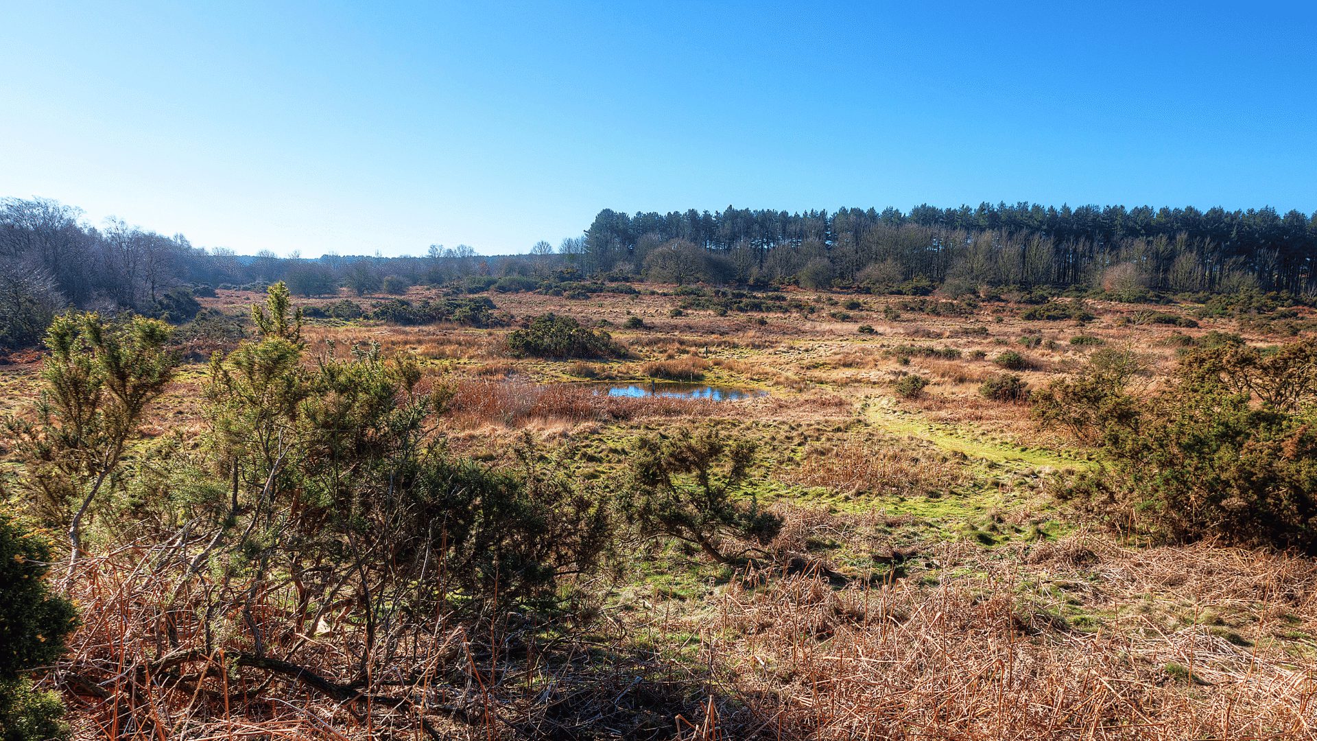 1920 1080 Brecks Syderstone Common