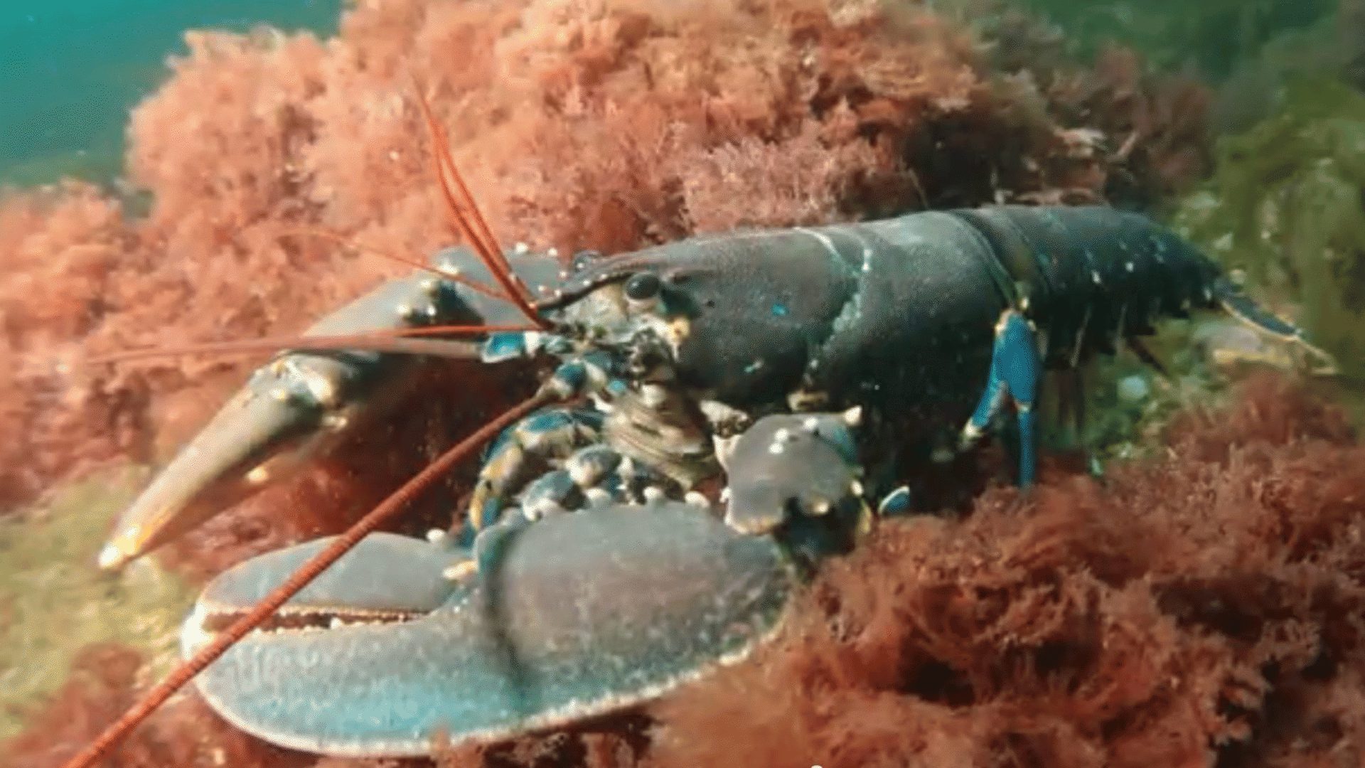 1920 1080 Chalk reef 1 lobster