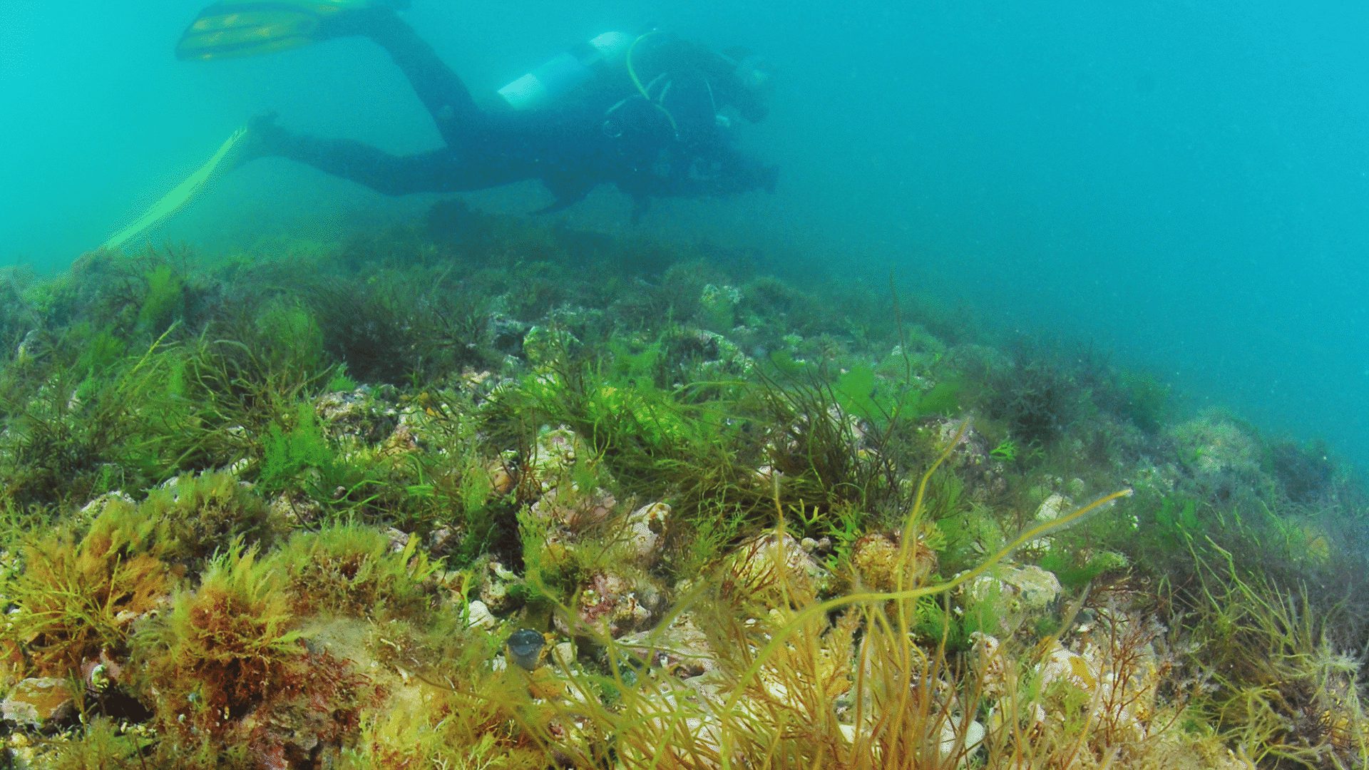 1920 1080 Chalk reef 2 diver