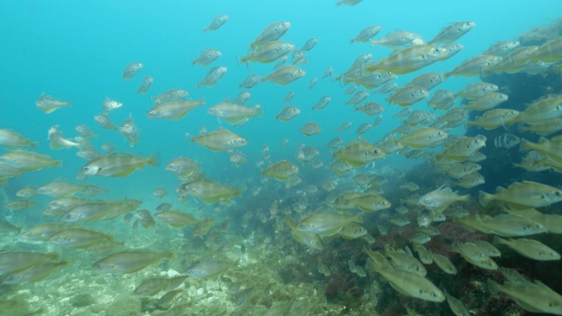 1920 1080 Chalk Reef 4