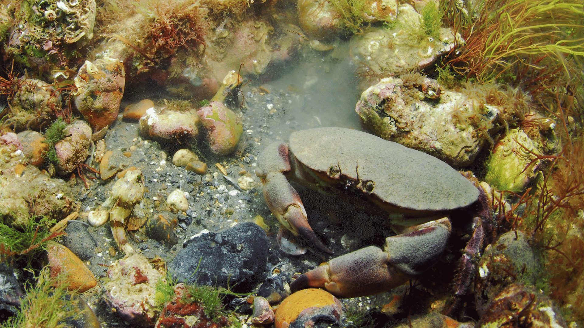 1920 1080 Chalk reef 5 Sea scorpion and edible crab