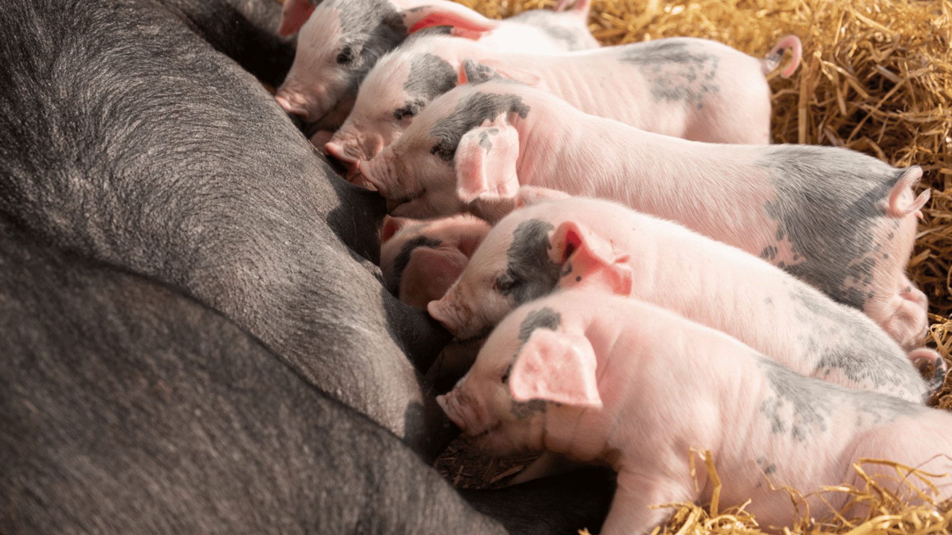 1920 1080 Gressenhall Large Black mix piglets feeding by Sarah Darnell