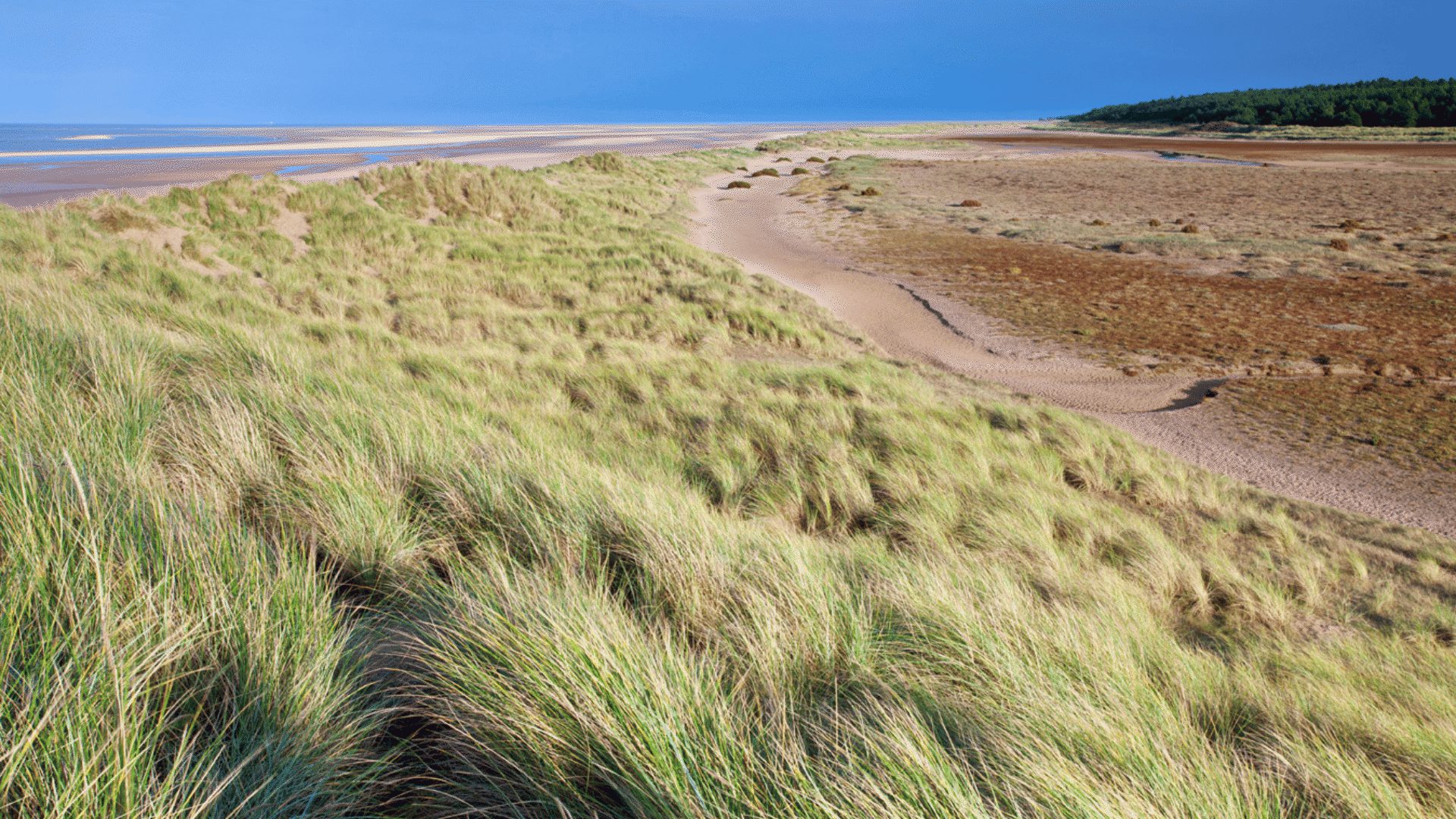 1920 1080 Holkham beach 3 marram grass