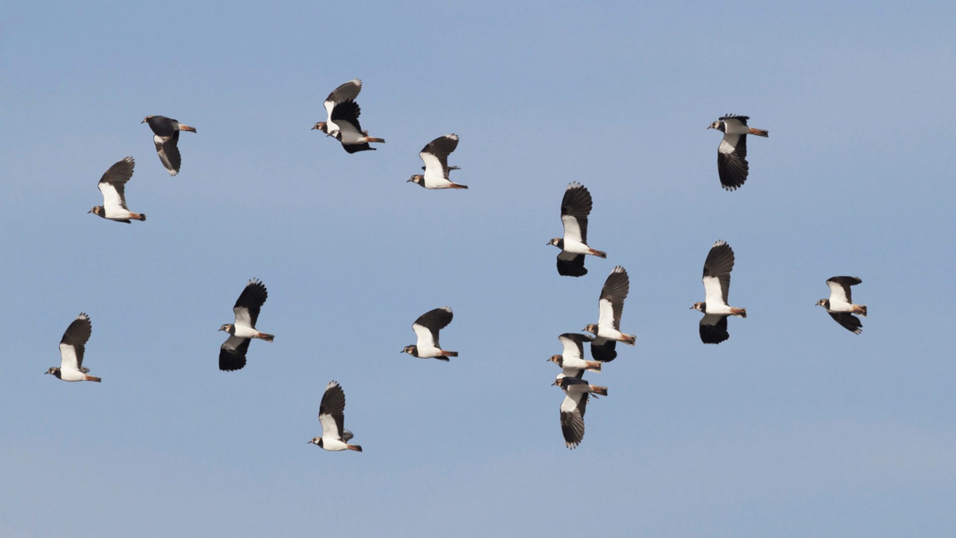 1920 1080 Lapwing flock