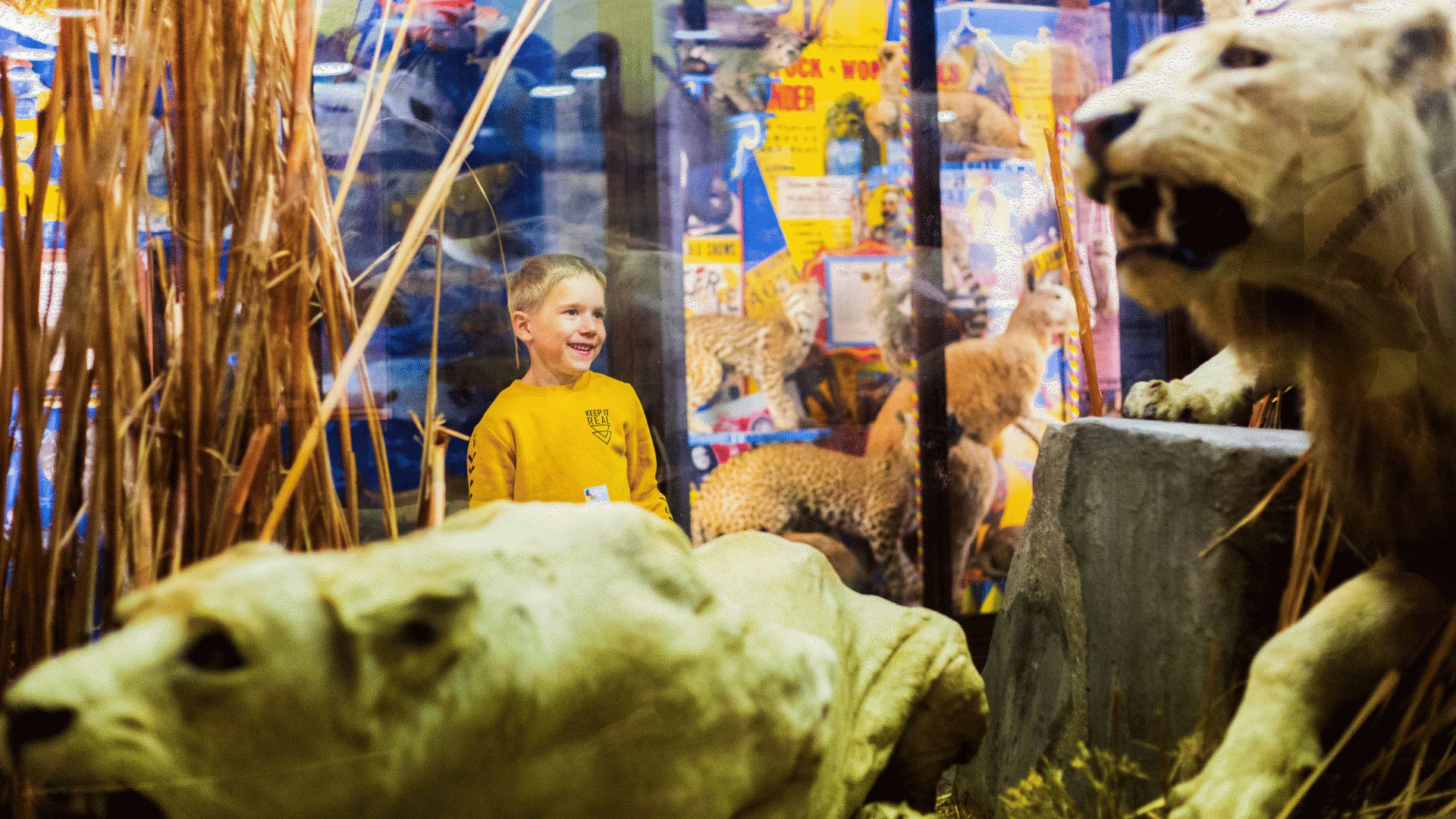 1920 1080 Norwich Castle museum displays 2