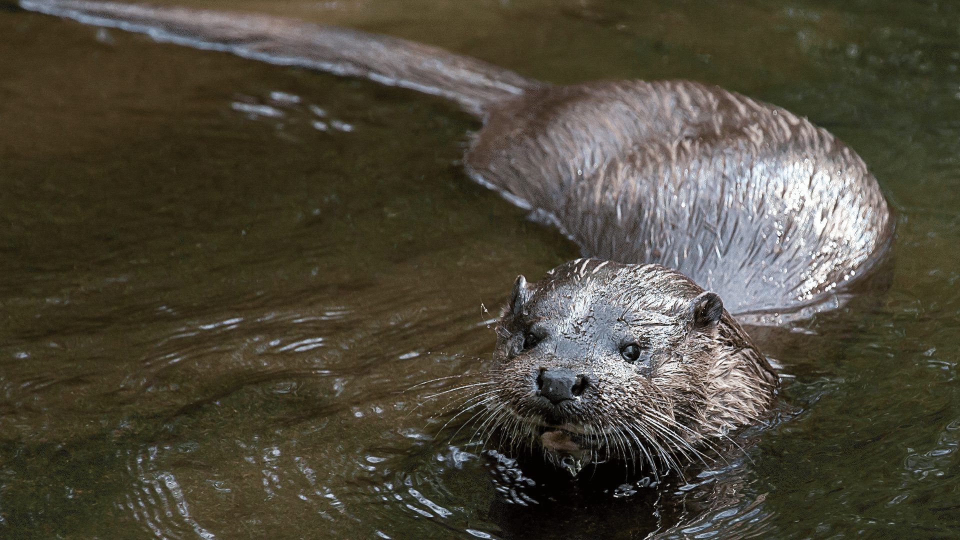 1920 1080 Otter