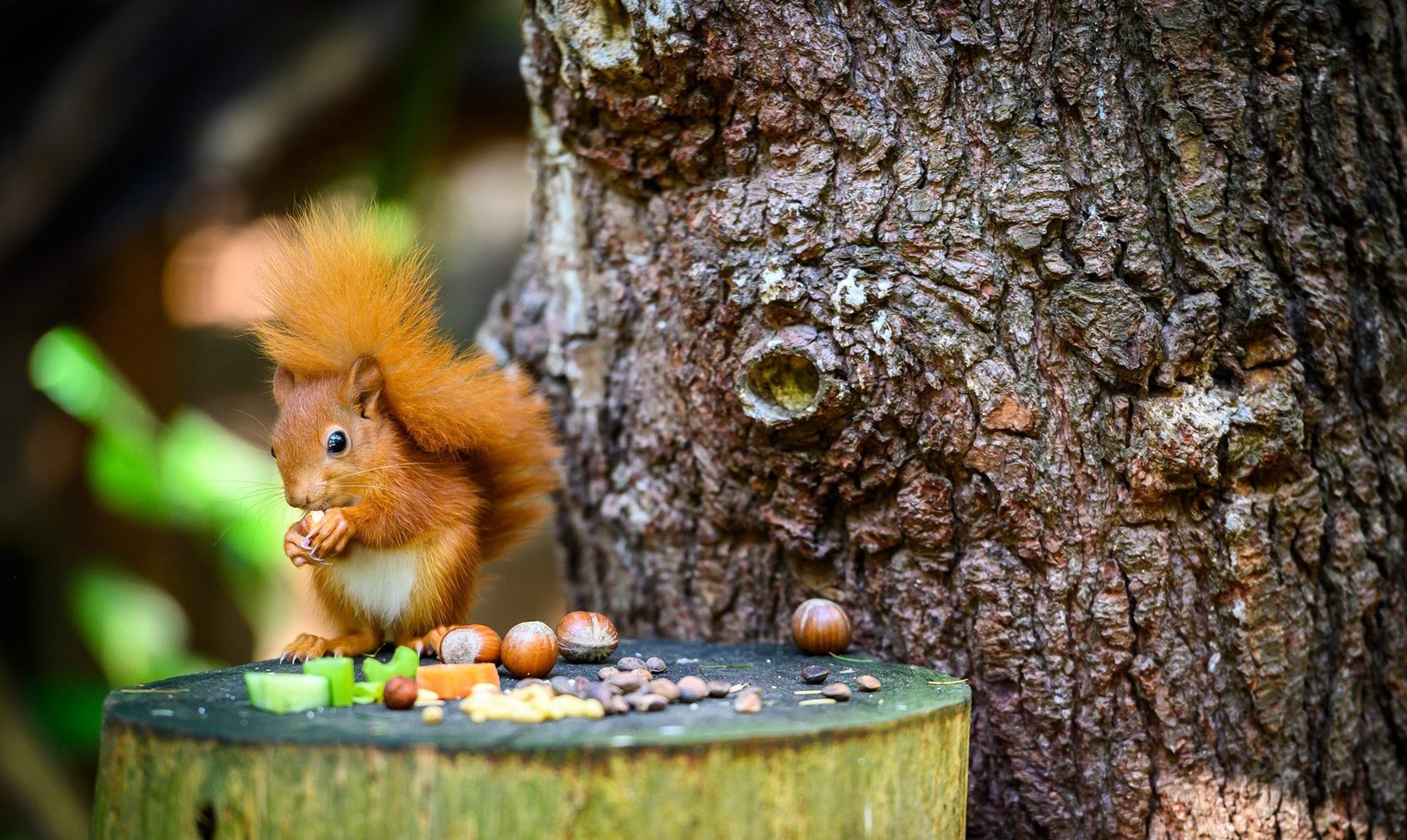 1920 1080 Pensthorpe 7 red squirrel