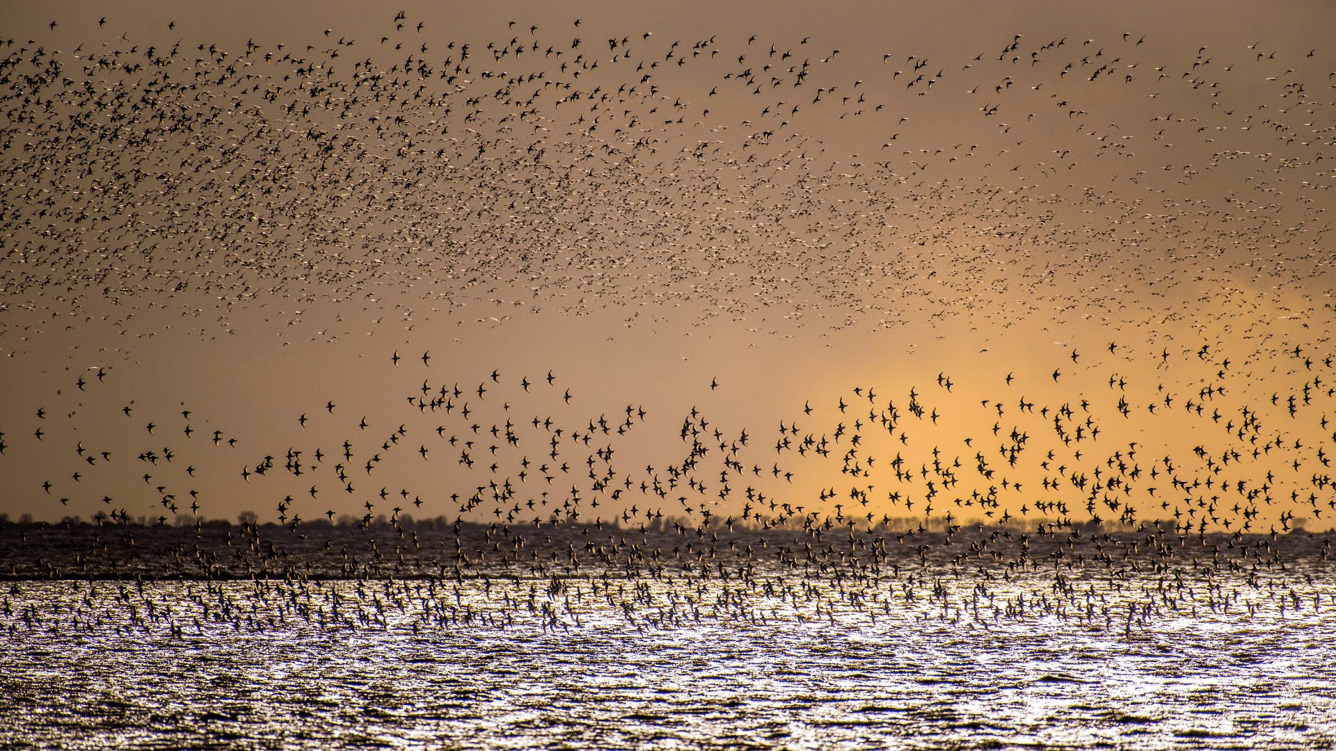 1920 1080 RSPB Snettisham The Wash 1