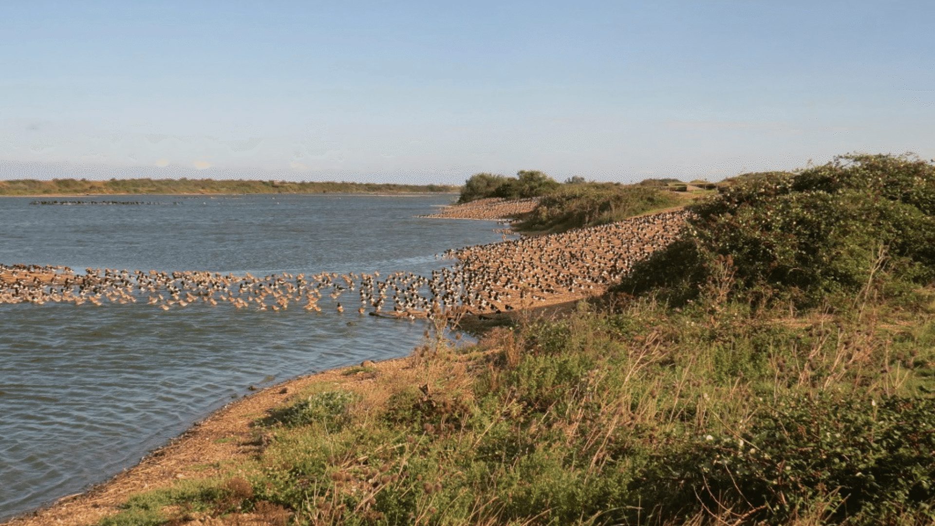 1920 1080 RSPB Snettisham The Wash 8