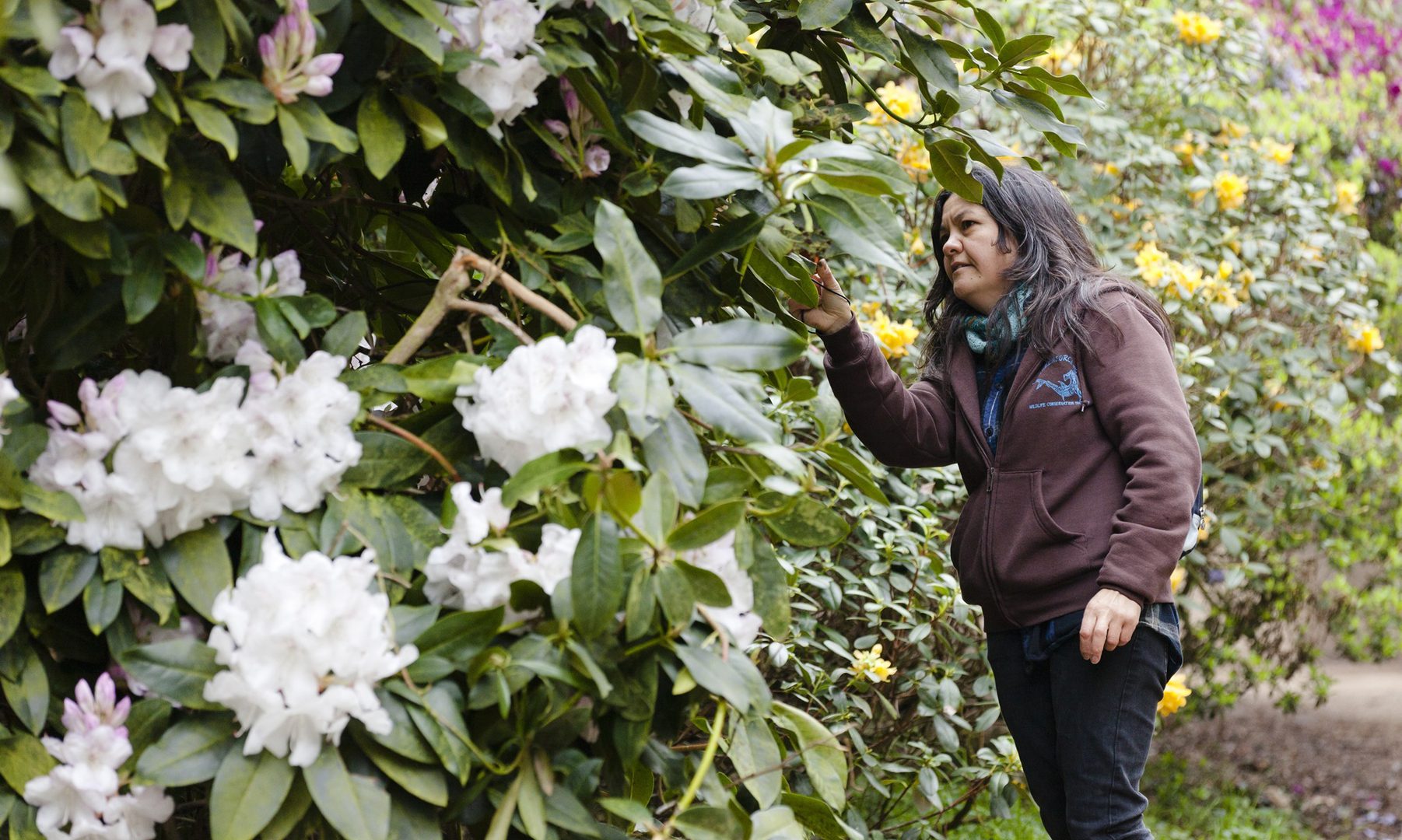 1920 1080 Sheringham Park 3 Rhododendrons