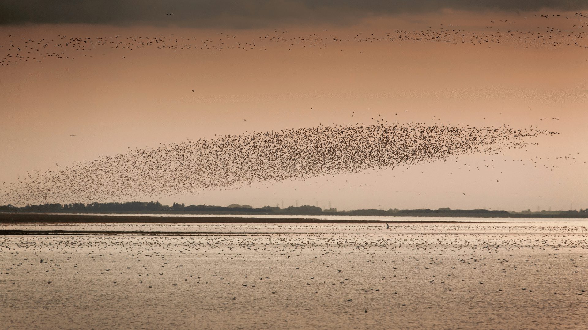 1920 1080 Snettisham flocks of Knot