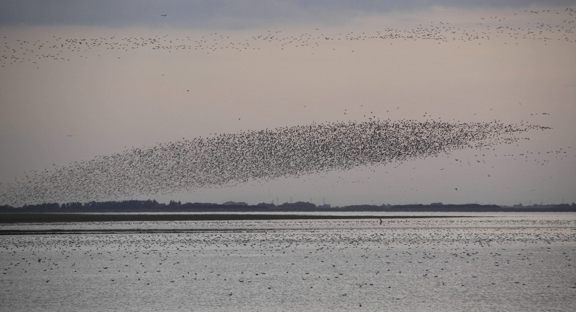 1920 1080 The Wash waders Knot