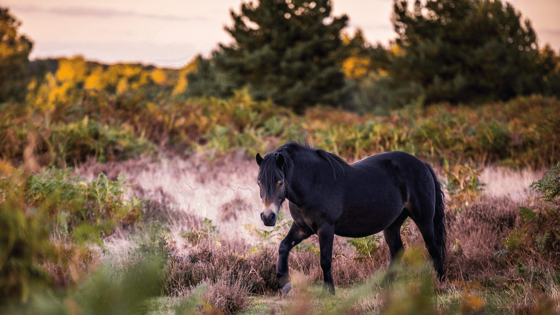 1920 1080 Thetford Forest horses 8
