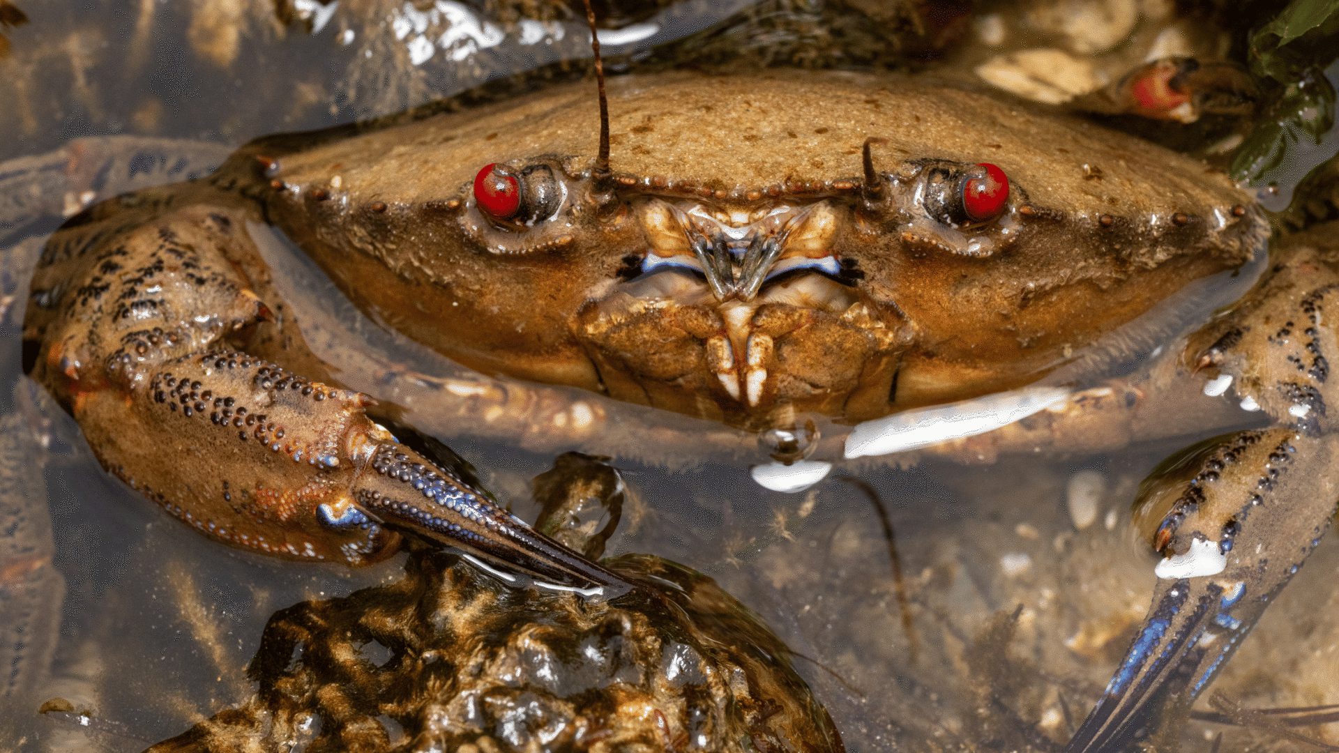 1920 1080 Velvet swimming crab Necora puber at Sheringham Beach1800274 National Trust Images Rob Coleman