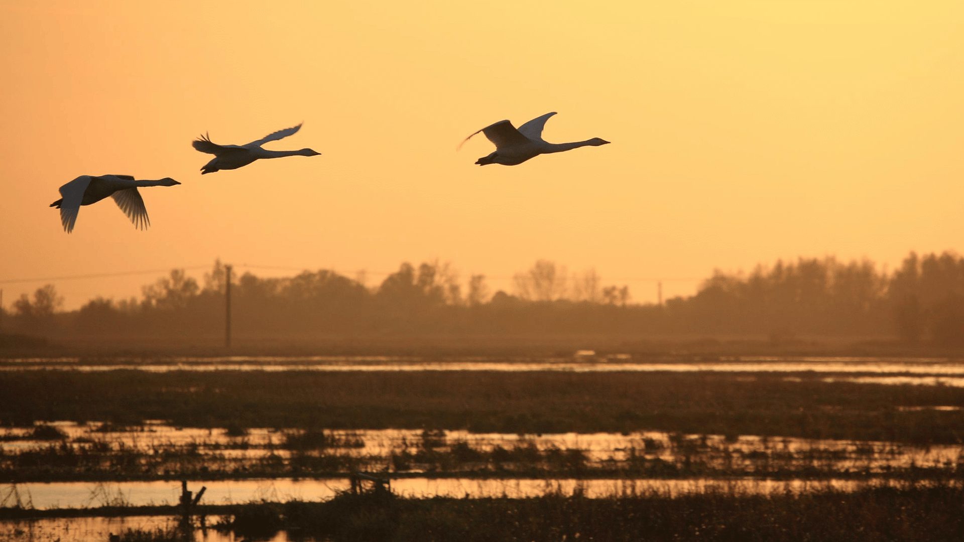 1920 1080 Welney Whooper swans sunset