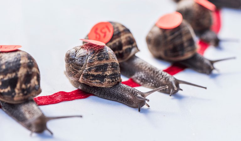 1920 900 Congham World Snail Racing Championship 2