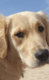 1920 900 Holkham Phoebe dog