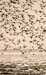 1920 900 RSPB Snettisham The Wash 2
