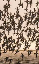 1920 900 RSPB Snettisham The Wash 3