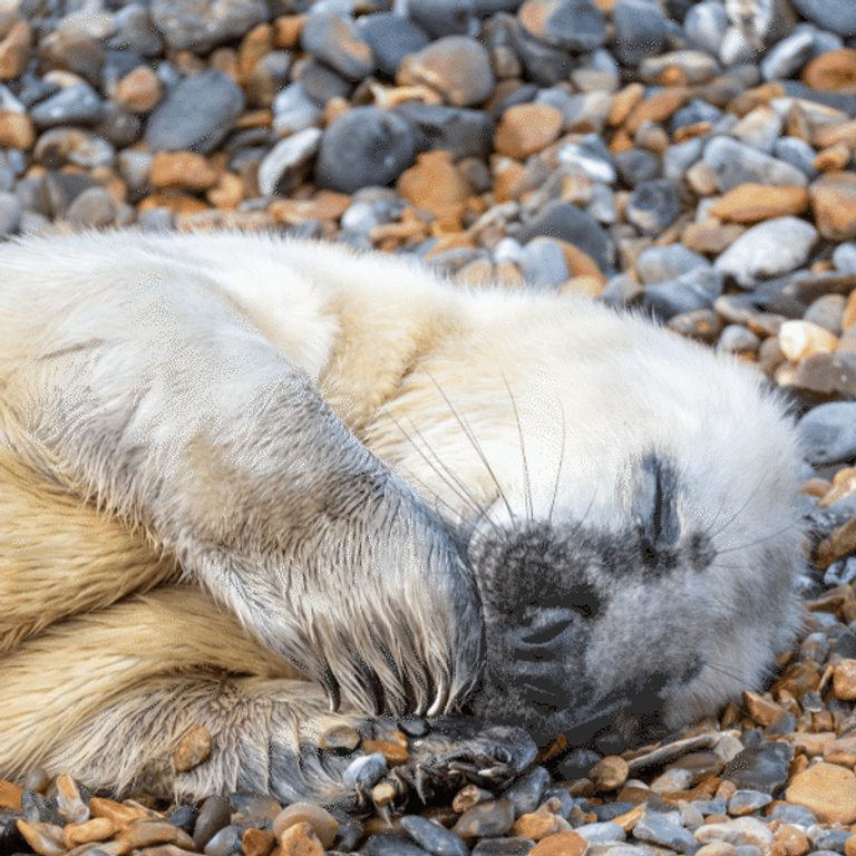 600 600 Blakeney Point Nature Reserve 10 Grey seal pup