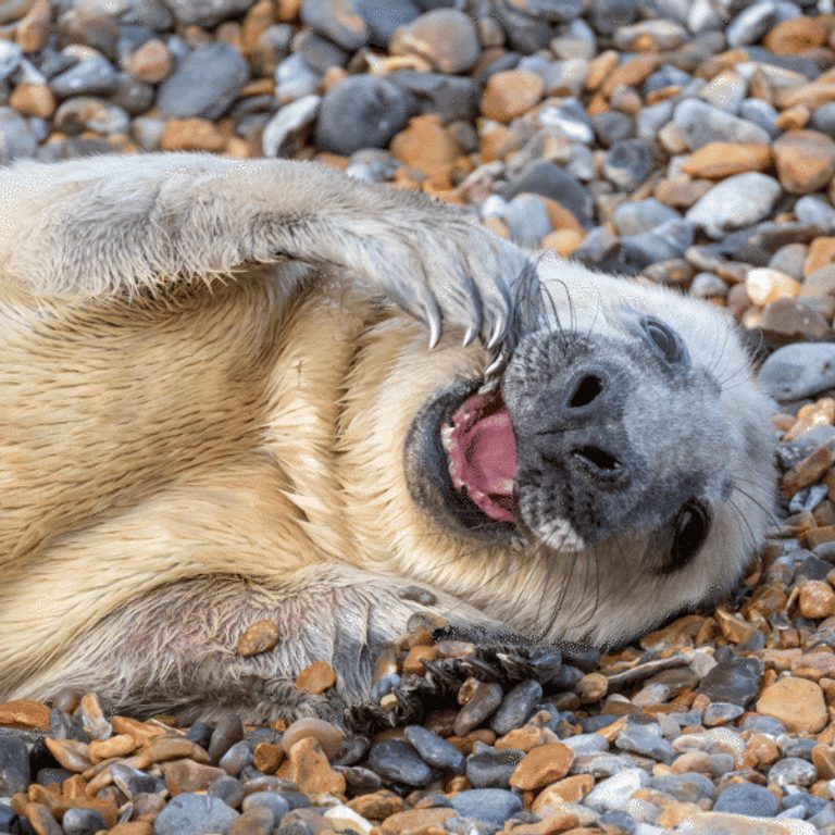 600 600 Blakeney Point Nature Reserve 12 Grey seal pup