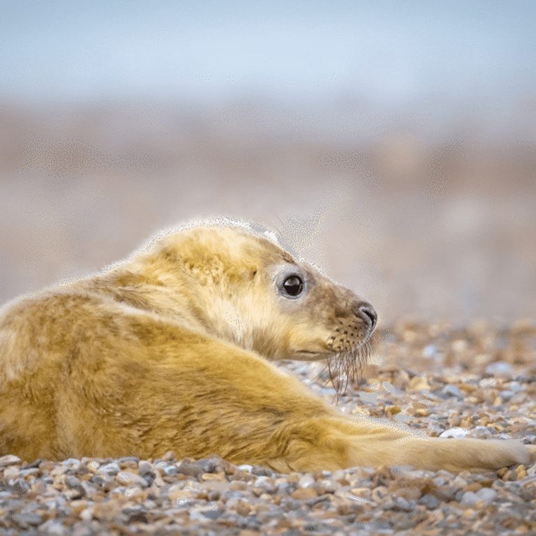 600 600 Blakeney Point Nature Reserve 13 Grey seal pup