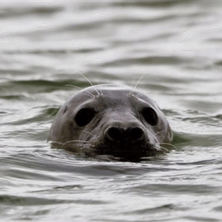 600 600 Blakeney Point Nature Reserve 14 seal in water