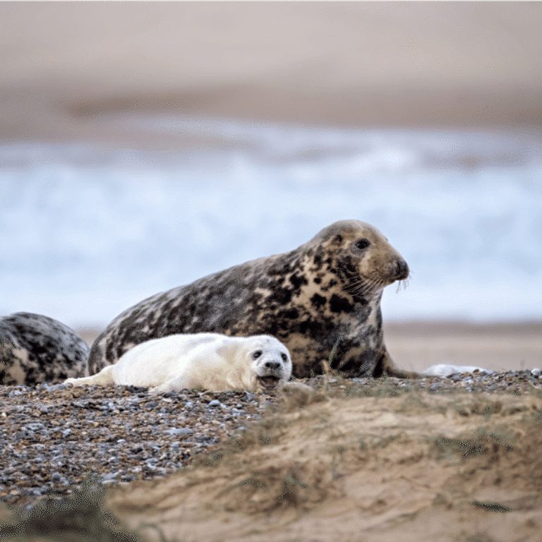 600 600 Blakeney Point Nature Reserve 17 A cow with a young pup