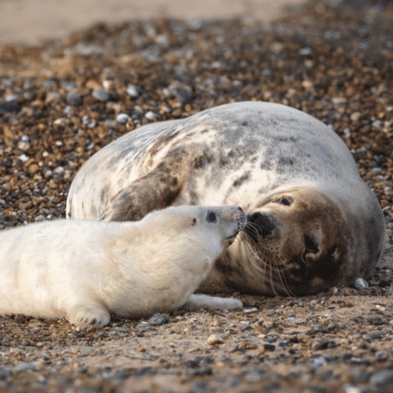 600 600 Blakeney Point Nature Reserve 20 A cow with a young pup