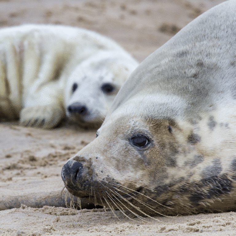 600 600 Blakeney Point Nature Reserve 4 Grey seal and pup