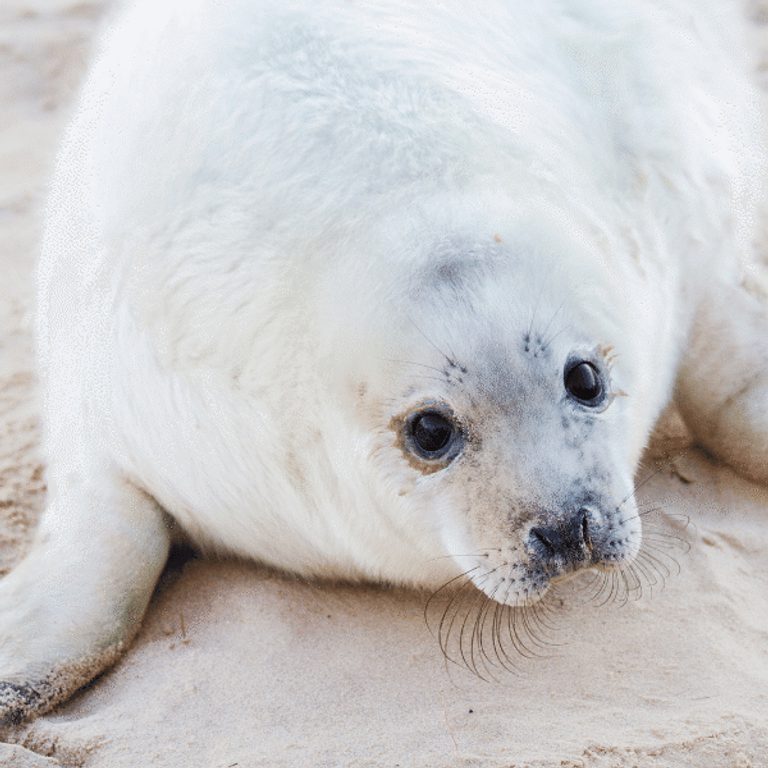 600 600 Blakeney Point Nature Reserve 6 Grey seal pup