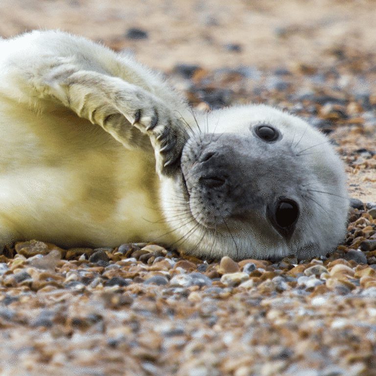 600 600 Blakeney Point Nature Reserve 7 Grey seal pup