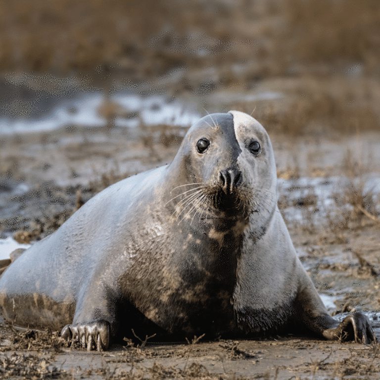 600 600 Blakeney Point Nature Reserve 8 Grey seal cow playing in mud