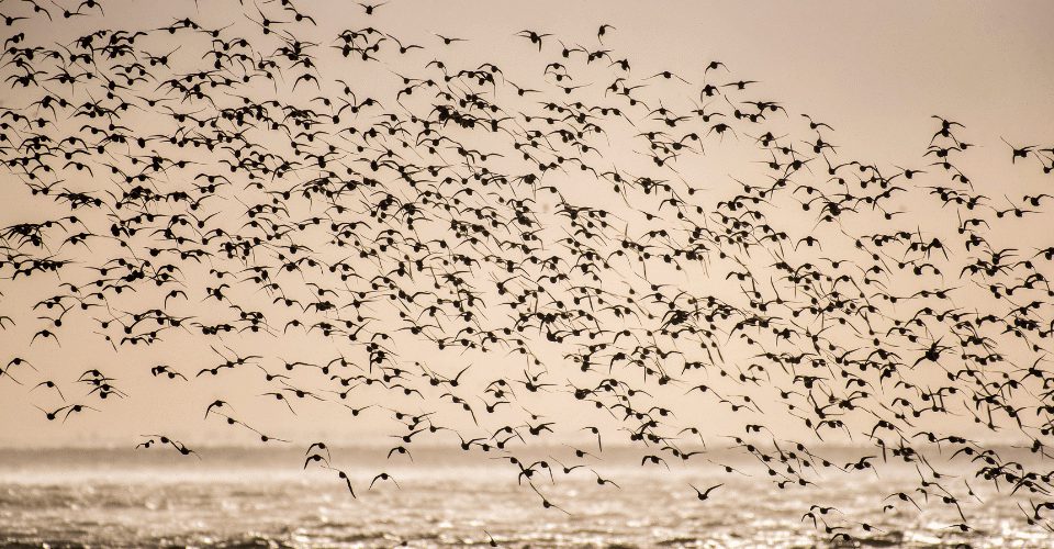 960 640 RSPB Snettisham The Wash 2