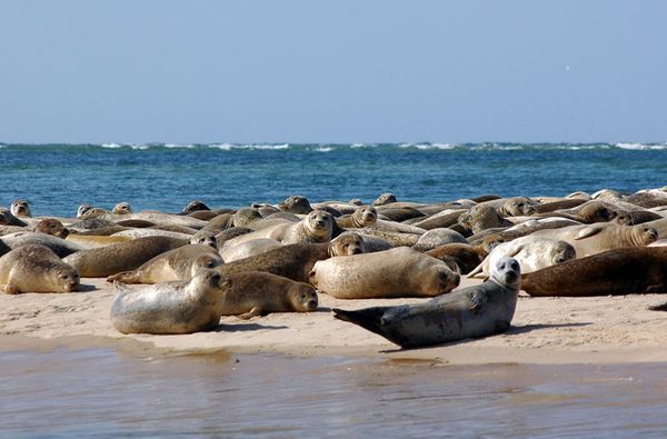 Beans boats seal trips 1