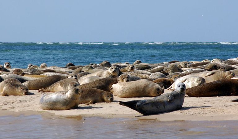 Beans boats seal trips 1