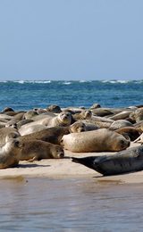 Beans boats seal trips 1