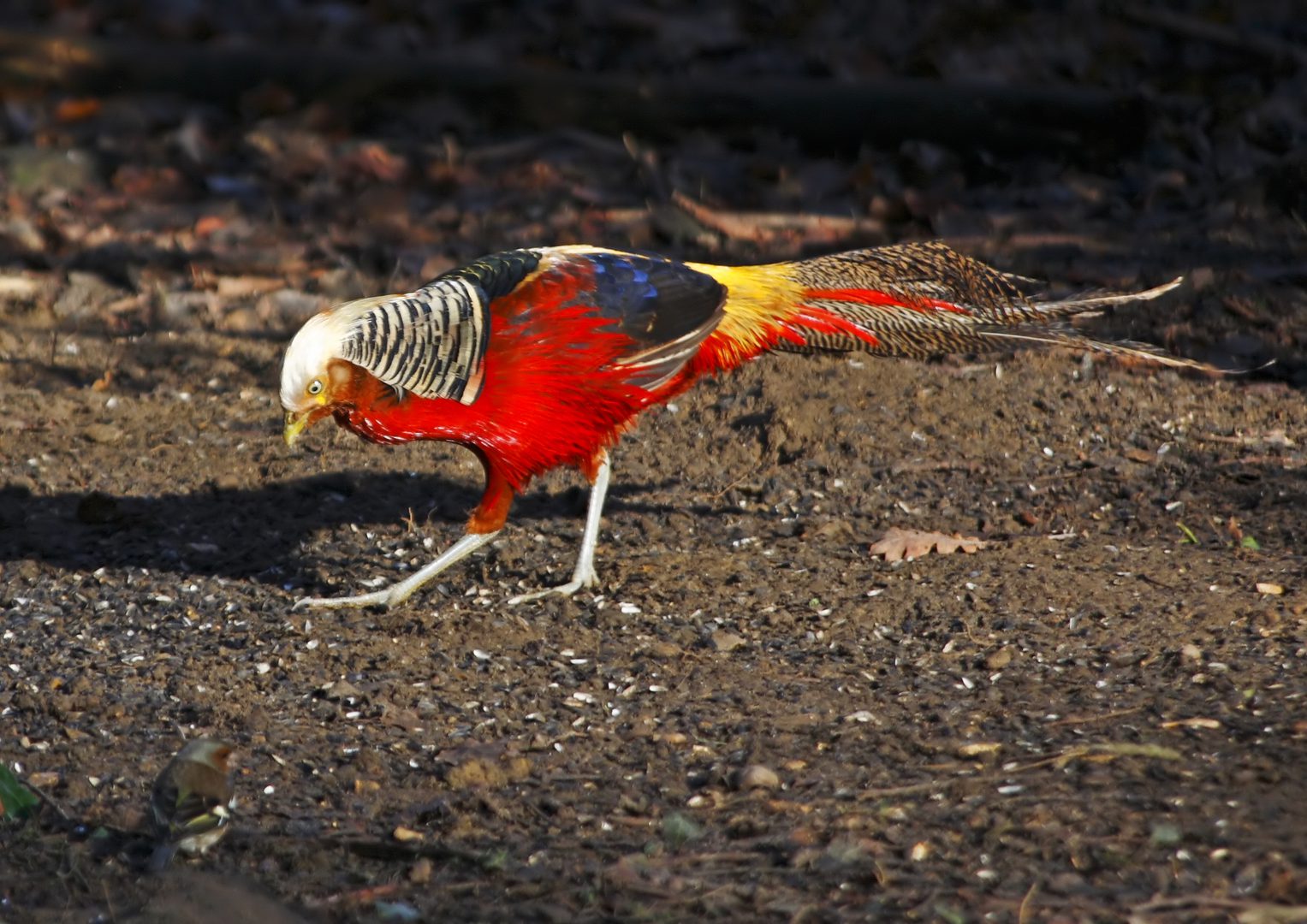 Brecks Golden Pheasant