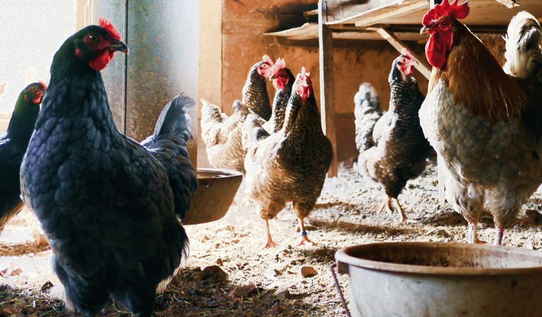 Local produce Sustainable Regenerative Tourism Free range chickens eggs 1920w x 900h px