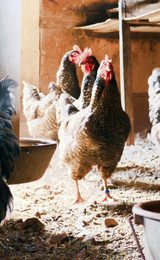 Local produce Sustainable Regenerative Tourism Free range chickens eggs 1920w x 900h px