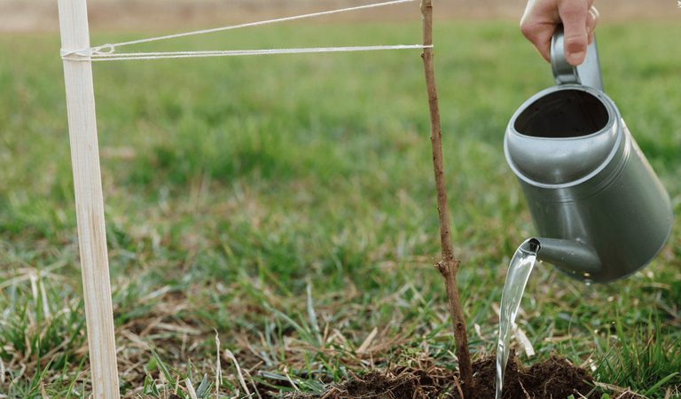 Net zero pledge tree planting sustainability regenerative tourism 1920w x 900h px