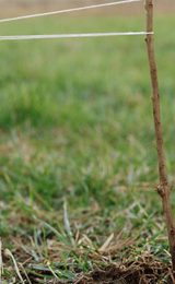 Net zero pledge tree planting sustainability regenerative tourism 1920w x 900h px