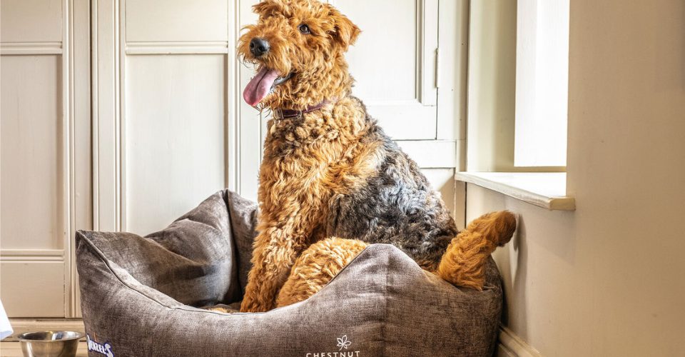 Dog friendly stays Norfolk Chesnut Group 960px w x 640px h