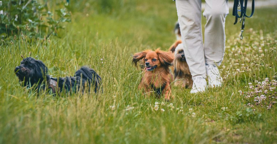 Dogs walking off lead outside dog friendy 960px w x 640px h