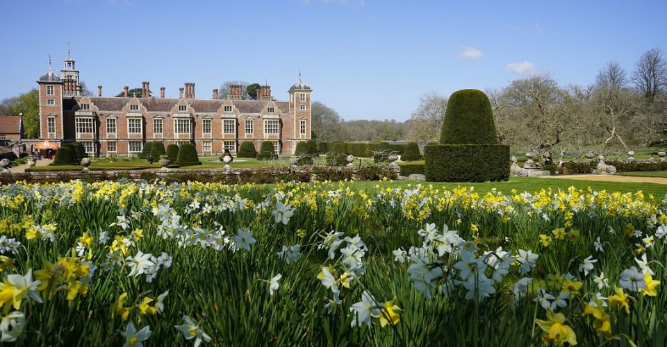 Gardens in Norfolk Blickling Estate daffodils 960px w x 640px h