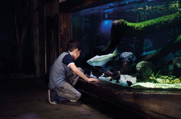 Great yarmouth sea life centre 1