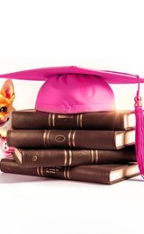 Legally Blonde The Musical