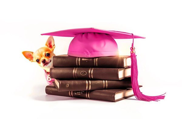 Legally Blonde The Musical